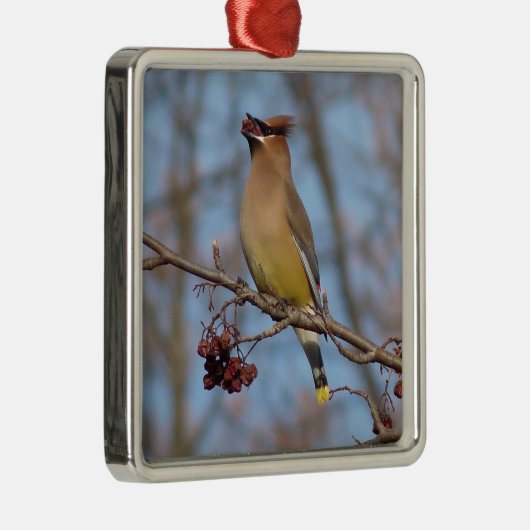 ZederWaxwing Silbernes Ornament (Rechts)