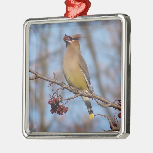 ZederWaxwing Silbernes Ornament (Links)