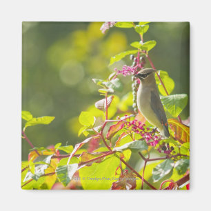 Zederwaxwing-und Poke-Beeren auf einem Baum Magnet