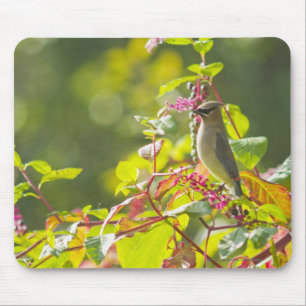 Zederwaxwing-und Poke-Beeren auf einem Baum Mousepad
