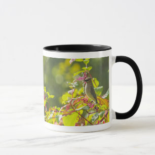 Zederwaxwing-und Poke-Beeren auf einem Baum Tasse