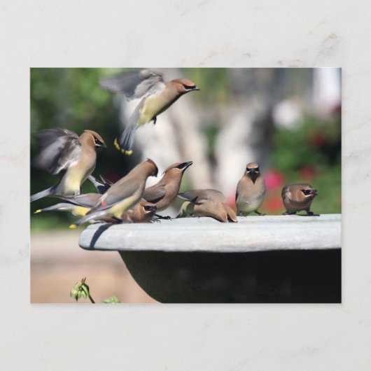 ZederWaxwings an der Vogel-Bad-Postkarte Postkarte (Vorderseite)
