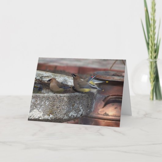 ZederWaxwings und Birdbath Karte (Vorderseite)