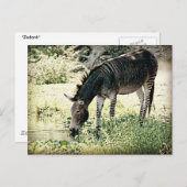 ‚Zedonk‘ Postkarte (Vorne/Hinten)