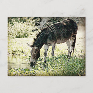 ‚Zedonk‘ Postkarte