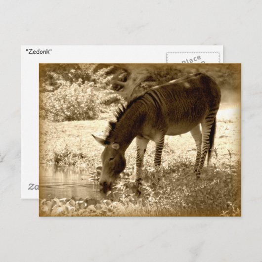 ‚Zedonk‘ Postkarte (Vorne/Hinten)