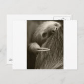 Zehenfaultier Postkarte (Vorne/Hinten)