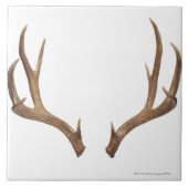 Zehn-Punkterotwild Fliese (Vorderseite)