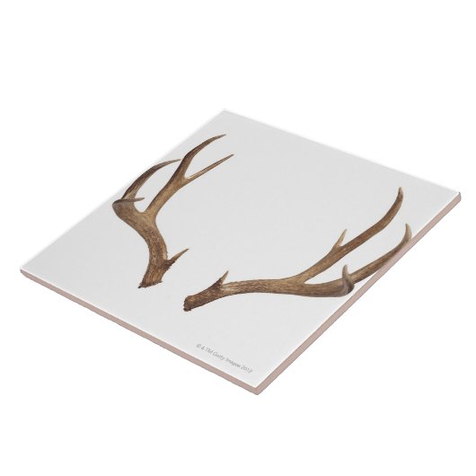 Zehn-Punkterotwild Fliese (Seite)