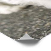 Zehn Wochen alte Weibchen im westlichen Hochland Poster (Ecke)