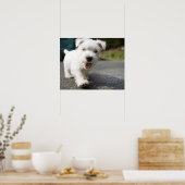 Zehn Wochen alte Weibchen im westlichen Hochland Poster (Küche)