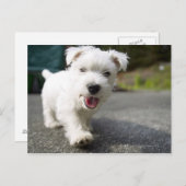 Zehn Wochen alte Weibchen im westlichen Hochland Postkarte (Vorne/Hinten)