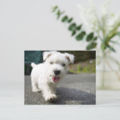 Zehn Wochen alte Weibchen im westlichen Hochland Postkarte (Stehend Vorderseite)