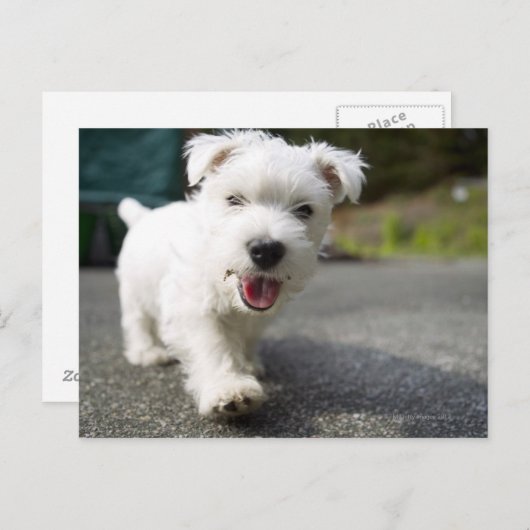 Zehn Wochen alte Weibchen im westlichen Hochland Postkarte (Vorne/Hinten)