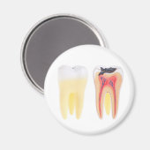 Zehnanatomie Magnet (Vorderseite/Rückseite)