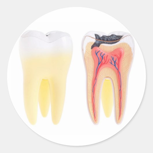 Zehnanatomie Runder Aufkleber (Vorderseite)