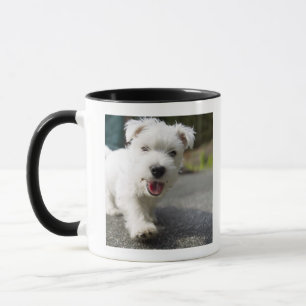 Zehnwöchiger alter weiblicher Westhochlandterrier Tasse