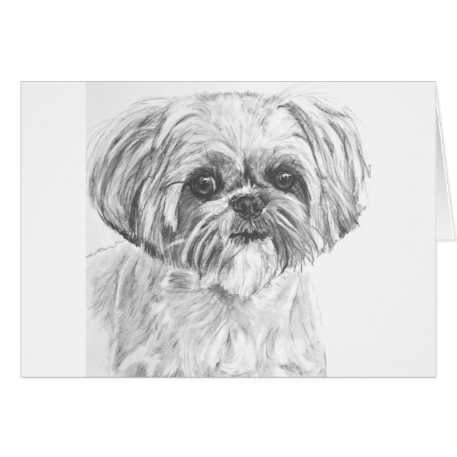 Zeichnen Shih-Tzu (Vorderseite (Horizontal))