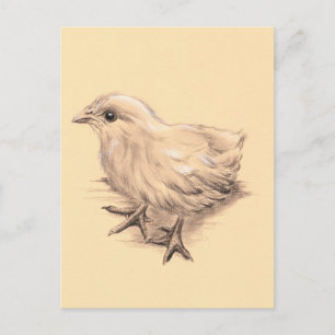 Zeichnend Baby Chicken Postkarte