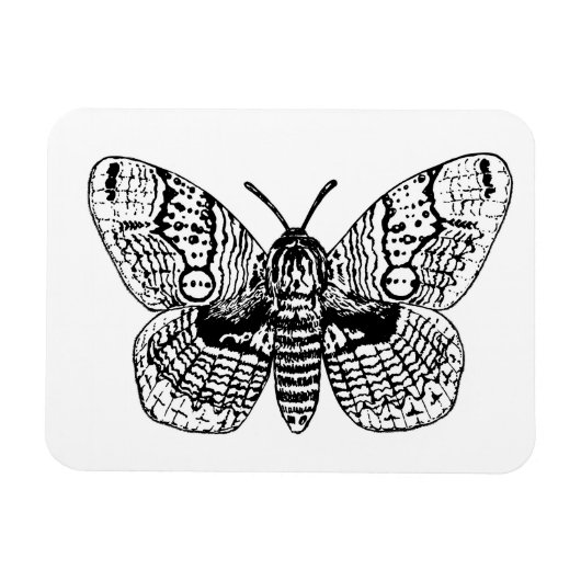 Zeichnend Brahmanmotte Magnet (Horizontal)