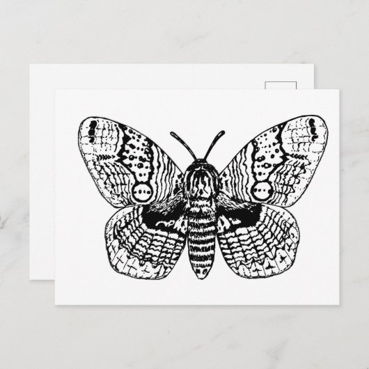 Zeichnend Brahmanmotte Postkarte (Vorne/Hinten)