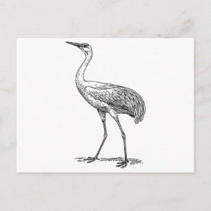 Zeichnend Crane Bird Postkarte