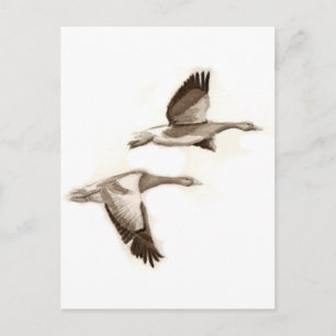 Zeichnend Gänse Postkarte