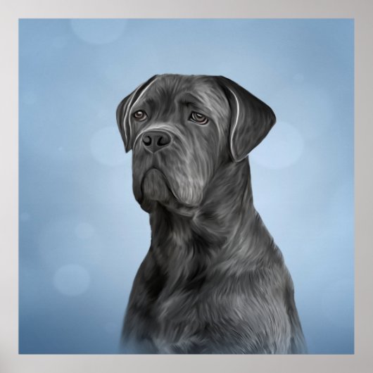 Zeichnend Hund Cane Corso - Italienischer Mastiff Poster (Vorne)