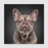 Zeichnend Hund Französischer Bulldog Notepad Kisse Magnetkarte (Vorderseite)