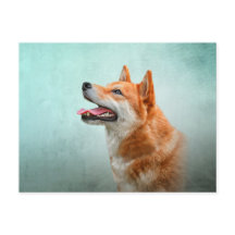 Zeichnend japanischer Shiba Inu Hund