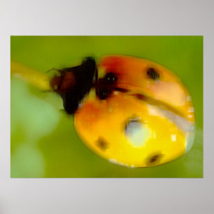 Zeichnend Ladybug Poster
