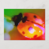Zeichnend Ladybug Postkarte (Vorderseite)