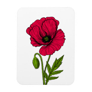 Zeichnend Mohn Magnet