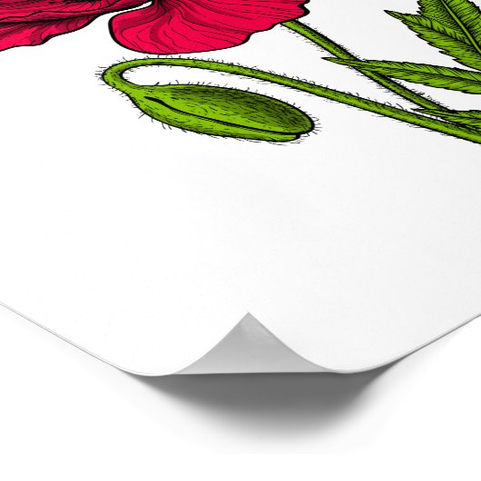 Zeichnend Mohn Poster (Ecke)