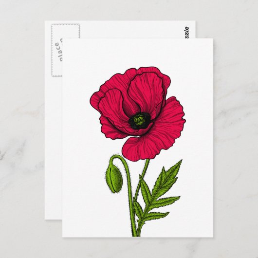 Zeichnend Mohn Postkarte (Vorne/Hinten)