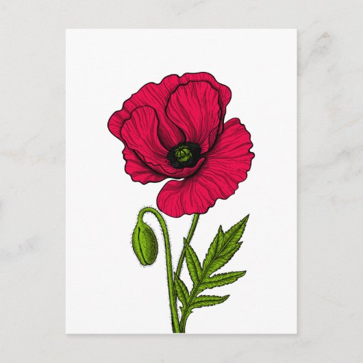 Zeichnend Mohn Postkarte (Vorderseite)