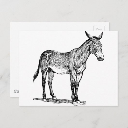Zeichnend Mule, Stubborn Postkarte (Vorne/Hinten)