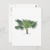 zeichnend Palme VII Postkarte (Vorne/Hinten)
