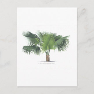 zeichnend Palme VII Postkarte