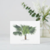 zeichnend Palme VII Postkarte (Stehend Vorderseite)