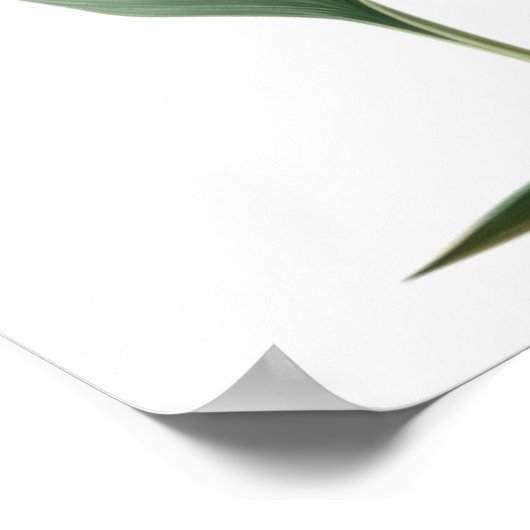 Zeichnend Paradiesvogel (Blume) Poster (Ecke)