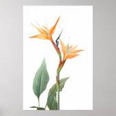 Zeichnend Paradiesvogel (Blume) Poster (Vorne)
