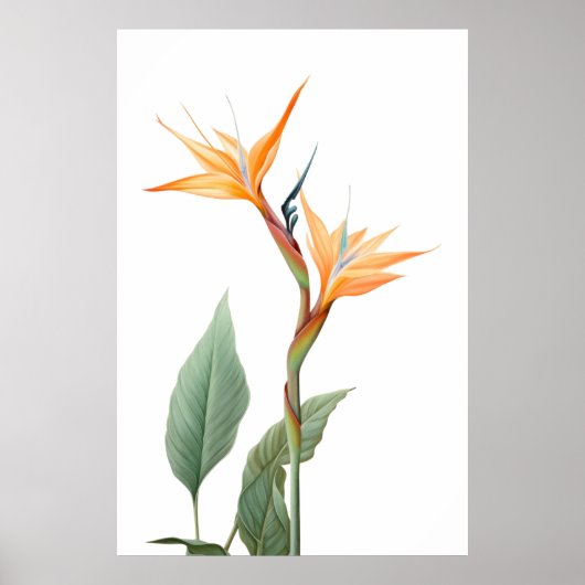 Zeichnend Paradiesvogel (Blume) Poster (Vorne)