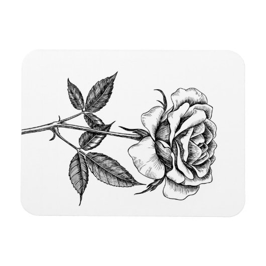 zeichnend Rose Magnet (Horizontal)