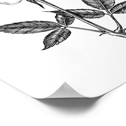 zeichnend Rose Poster (Ecke)