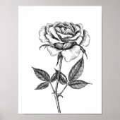 zeichnend Rose Poster (Vorne)