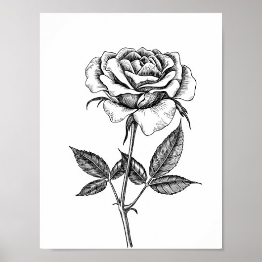 zeichnend Rose Poster (Vorne)