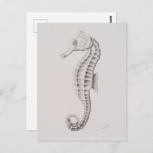 Zeichnend Seepferd an der Küste Postkarte (Vorne/Hinten)