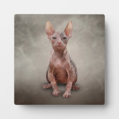 Zeichnend Sphynx-Kätzchen Fotoplatte (Vorderseite)