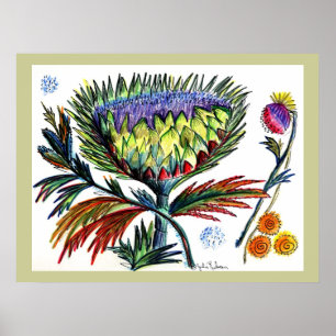 Zeichnend Thistle42 Poster